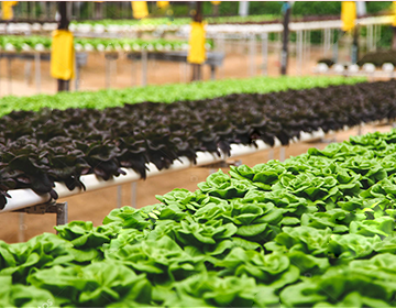 Seguro agrícola