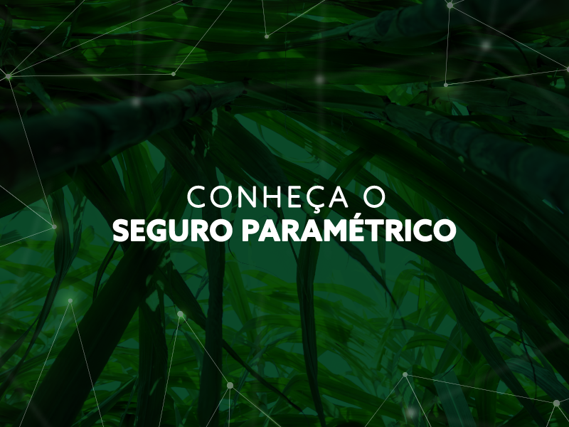 Conheça o seguro paramétrico: sob medida e com retorno rápido
