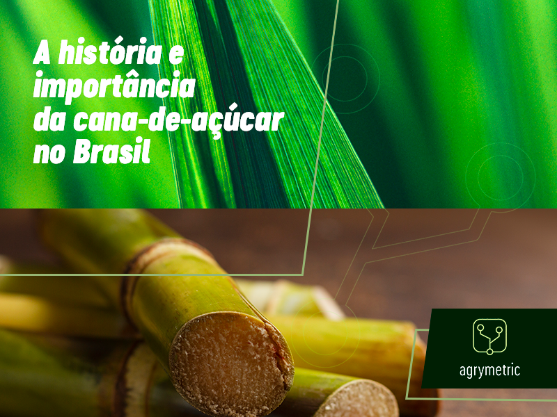 Banner - A história e importância da cana-de-açúcar no Brasil