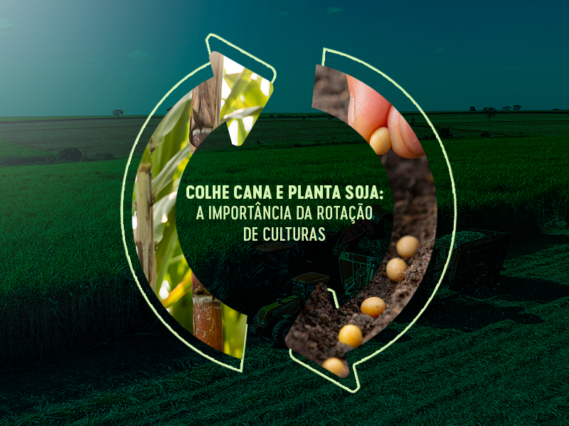 Banner - Colhe Cana e Planta Soja: A importância da rotação de culturas
