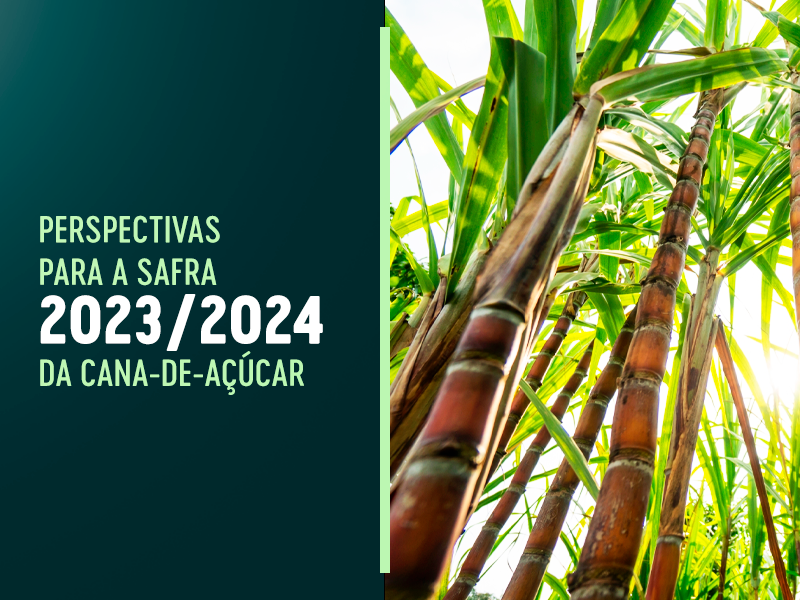 Banner - Perspectivas para a safra 2023/2024 da Cana-de-açucar